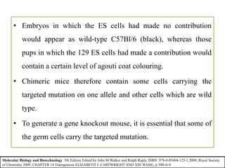 • Embryos in which the ES cells had made no contribution
would appear as wild-type C57Bl/6 (black), whereas those
pups in which the 129 ES cells had made a contribution would
contain a certain level of agouti coat colouring.
• Chimeric mice therefore contain some cells carrying the
targeted mutation on one allele and other cells which are wild
type.
• To generate a gene knockout mouse, it is essential that some of
the germ cells carry the targeted mutation.
Molecular Biology and Biotechnology 5th Edition Edited by John M Walker and Ralph Raply. ISBN: 978-0-85404-125-1,2009, Royal Society
of Chemistry 2009, CHAPTER 14 Transgenesis ELIZABETH J. CARTWRIGHT AND XIN WANG, p 390-414
 