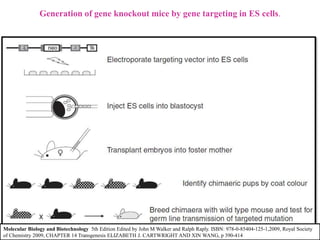 Generation of gene knockout mice by gene targeting in ES cells.
Molecular Biology and Biotechnology 5th Edition Edited by John M Walker and Ralph Raply. ISBN: 978-0-85404-125-1,2009, Royal Society
of Chemistry 2009, CHAPTER 14 Transgenesis ELIZABETH J. CARTWRIGHT AND XIN WANG, p 390-414
 