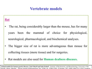 Rat
• The rat, being considerably larger than the mouse, has for many
years been the mammal of choice for physiological,
neurological, pharmacological, and biochemical analyses.
• The bigger size of rat is more advantageous than mouse for
collecting tissues (more tissue) and for surgeries.
• Rat models are also used for Human deafness diseases.
Vertebrate models
Animal models for human genetic diseases ,Yasir Sharif and Saba Irshad* , Institute of Biochemistry and Biotechnology, University of the
Punjab, Lahore, Pakistan. . African Journal of Biotechnology Vol. 11(86), pp. 15200-15205, 25 October, 2012, ISSN 1684-5315 ©2012 Academic
 