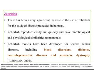 Zebrafish
• There has been a very significant increase in the use of zebrafish
for the study of disease processes in humans.
• Zebrafish reproduce easily and quickly and have morphological
and physiological similarities to mammals.
• Zebrafish models have been developed for several human
diseases, including blood disorders, diabetes,
neurodegenerative diseases and muscular dystrophy
(Rubinstein, 2003).
Animal models for human genetic diseases ,Yasir Sharif and Saba Irshad* , Institute of Biochemistry and Biotechnology, University of the
Punjab, Lahore, Pakistan. . African Journal of Biotechnology Vol. 11(86), pp. 15200-15205, 25 October, 2012, ISSN 1684-5315 ©2012 Academic
Journals
 