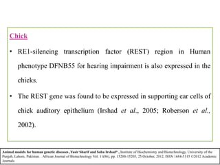 Chick
• RE1-silencing transcription factor (REST) region in Human
phenotype DFNB55 for hearing impairment is also expressed in the
chicks.
• The REST gene was found to be expressed in supporting ear cells of
chick auditory epithelium (Irshad et al., 2005; Roberson et al.,
2002).
Animal models for human genetic diseases ,Yasir Sharif and Saba Irshad* , Institute of Biochemistry and Biotechnology, University of the
Punjab, Lahore, Pakistan. . African Journal of Biotechnology Vol. 11(86), pp. 15200-15205, 25 October, 2012, ISSN 1684-5315 ©2012 Academic
Journals
 