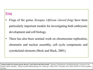 Frog
• Frogs of the genus Xenopus (African clawed frog) have been
particularly important models for investigating both embryonic
development and cell biology.
• There has also been seminal work on chromosome replication,
chromatin and nuclear assembly, cell cycle components and
cytoskeletal elements (Beck and Slack, 2001).
Animal models for human genetic diseases ,Yasir Sharif and Saba Irshad* , Institute of Biochemistry and Biotechnology, University of the
Punjab, Lahore, Pakistan. . African Journal of Biotechnology Vol. 11(86), pp. 15200-15205, 25 October, 2012, ISSN 1684-5315 ©2012 Academic
Journals
 