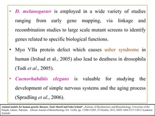 • D. melanogaster is employed in a wide variety of studies
ranging from early gene mapping, via linkage and
recombination studies to large scale mutant screens to identify
genes related to specific biological functions.
• Myo VIIa protein defect which causes usher syndrome in
human (Irshad et al., 2005) also lead to deafness in drosophila
(Todi et al., 2005).
• Caenorhabditis elegans is valuable for studying the
development of simple nervous systems and the aging process
(Spradling et al., 2006).
Animal models for human genetic diseases ,Yasir Sharif and Saba Irshad* , Institute of Biochemistry and Biotechnology, University of the
Punjab, Lahore, Pakistan. . African Journal of Biotechnology Vol. 11(86), pp. 15200-15205, 25 October, 2012, ISSN 1684-5315 ©2012 Academic
Journals
 