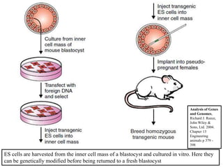ES cells are harvested from the inner cell mass of a blastocyst and cultured in vitro. Here they
can be genetically modified before being returned to a fresh blastocyst
Analysis of Genes
and Genomes,
Richard J. Reece,
John Wiley &
Sons, Ltd. 2004.
Chapter 13
Engineering
animals p 379 -
398
 