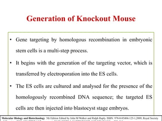 Generation of Knockout Mouse
• Gene targeting by homologous recombination in embryonic
stem cells is a multi-step process.
• It begins with the generation of the targeting vector, which is
transferred by electroporation into the ES cells.
• The ES cells are cultured and analysed for the presence of the
homologously recombined DNA sequence; the targeted ES
cells are then injected into blastocyst stage embryos.
Molecular Biology and Biotechnology 5th Edition Edited by John M Walker and Ralph Raply. ISBN: 978-0-85404-125-1,2009, Royal Society
 