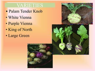 VARIETIES
• Palam Tender Knob
• White Vienna
• Purple Vienna
• King of North
• Large Green
 
