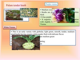 Palam tender knob
• Early variety with light
green knobs and gives
average yield of 250-
275q/ha.
• Better shelf life.
Purple vienna
• Medium size
• Knobs are purplish-blue with greenish-white
flesh
• It has purple leaves
• It requires 55–65 days for knob formation
with slightly better yield potential than White
Vienna.
White Vienna
• This is an early variety with globular, light green, smooth, tender, medium-
sized knobs having creamy-white tender flesh with delicate flavor.
• Plants are dwarf, leaves and stems are medium green
• Yield potential of 150–200q/ha
• It matures 55–65 days after transplanting
• Takes 50–60 days for knob formation
 