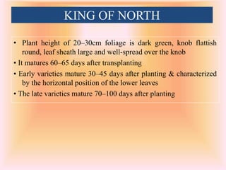 KING OF NORTH
• Plant height of 20–30cm foliage is dark green, knob flattish
round, leaf sheath large and well-spread over the knob
• It matures 60–65 days after transplanting
• Early varieties mature 30–45 days after planting & characterized
by the horizontal position of the lower leaves
• The late varieties mature 70–100 days after planting
 