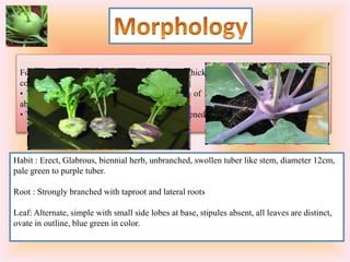 Formation of knob (tuber) which arises from a thickening of the stem tissue above the
cotyledons
• The fleshy edible portion is an enlargement of the stem, which develops entirely
above ground and is used as a vegetable
• The edible portion is globular to a slightly flattened stem.
Habit : Erect, Glabrous, biennial herb, unbranched, swollen tuber like stem, diameter 12cm,
pale green to purple tuber.
Root : Strongly branched with taproot and lateral roots
Leaf: Alternate, simple with small side lobes at base, stipules absent, all leaves are distinct,
ovate in outline, blue green in color.
 