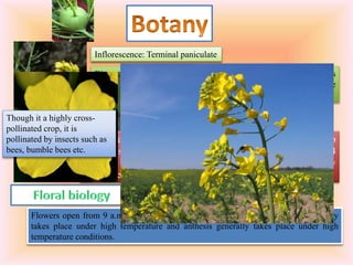 Inflorescence: Terminal paniculate
Bisexual, hermaphrodite, regular, pedicle up to 2cm long, sepals
oblong 1cm length and erect, petals are obovate, clawed and pale
yellow/whitish, 6 stamens, superior ovary.
Flowers are generally borne on terminal racemes which develop
on main stem yellow, protogynous, perfect and regular having 4
sepals, 4 petals, 6 stamens and bi-celled ovary possessing many
ovules per cell.
Flowers open from 9 a.m. onwards depending on temperature and anthesis generally
takes place under high temperature and anthesis generally takes place under high
temperature conditions.
Though it a highly cross-
pollinated crop, it is
pollinated by insects such as
bees, bumble bees etc.
 