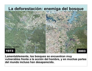 La deforestación: enemiga del bosque




Parque Yguazú



Lamentablemente, los bosques se encuentran muy
vulnerables frente a la acción del hombre, y en muchas partes
del mundo incluso han desaparecido.
 