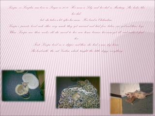 Knopa , or Knopka, was born in Prague in 2010. Her mom is Lily, and her dad is Mustang. She looks like
her dad,
but she takes a lot after her mom. Her breed is Chihuahua.
Knopa’s parents loved each other very much, they got married and had four babies, one girl and three boys.
When Knopa was three weeks old, she moved to her new home because her mom got ill and couldn’t feed
her.
First Knopa lived in a slipper and then she had a new dog house.
She lived with the cat Vasilisa which taught the little doggy everything.
 