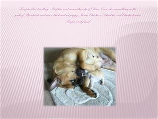 Knopka likes travelling. First she went around the city of Odessa. Once, she was walking in the
park of Shevchenko and met a black and red puppy. It was Chacha, or Charlotta, and Chacha became
Knopa’s best friend.
 