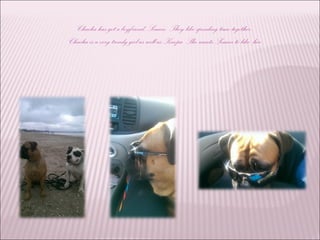 Chacha has got a boyfriend, Semen. They like spending time together.
Chacha is a very trendy girl as well as Knopa. She wants Semen to like her.
 