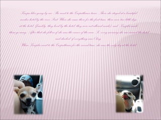 Knopa likes going by car. She went to the Carpathians twice. There she stayed at a beautiful
wooden hotel by the river Prut. When she came there for the first time, there were two little dogs
at the hotel, (frankly, they lived by the hotel, they were not allowed inside), and Knopka made
them go away. After that she felt as if she was the owner of the area. So, every morning she ran around the hotel
and checked if everything was Okay.
When Knopka went to the Carpathians for the second time, she was the only dog at the hotel.
 