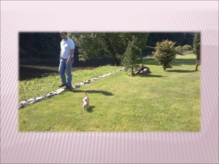 Knopka the traveller