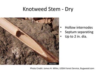 Knotweed Stem - Dry


                               • Hollow internodes
                               • Septum separating
                               • Up to 2 in. dia.




  Photo Credit: James H. Miller, USDA Forest Service, Bugwood.com
 