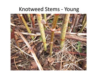 Knotweed Stems - Young
 