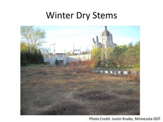 Winter Dry Stems




         Photo Credit: Justin Knabe, Minnesota DOT
 