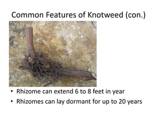 Common Features of Knotweed (con.)




Rhizome
• Rhizome can extend 6 to 8 feet in year
• Rhizomes can lay dormant for up to 20 years
 