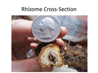 Rhizome Cross-Section
 