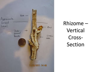 Rhizome –
 Vertical
  Cross-
 Section
 