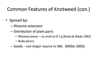 Common Features of Knotweed (con.)
• Spread by:
  – Rhizome extension
  – Distribution of plant parts
     • Rhizome pieces – as small as 0.7 g (Brock & Wade 1992)
     • Node pieces
  – Seeds – not major source in WA. (Miller 2005)
 