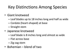 Key Distinctions Among Species
• Giant knotweed
  – Leaf blades up to 18 inches long and half as wide
  – Cordate (heart-shaped) at base
  – Straight stem
• Japanese knotweed
  – Leaf blade is 8 inches long and almost as wide
  – Flat across base
  – Zig-zag stem
• Bohemian – blend of two
 