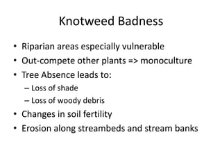 Knotweed Badness
• Riparian areas especially vulnerable
• Out-compete other plants => monoculture
• Tree Absence leads to:
  – Loss of shade
  – Loss of woody debris
• Changes in soil fertility
• Erosion along streambeds and stream banks
 