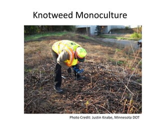 Knotweed Monoculture




       Photo Credit: Justin Knabe, Minnesota DOT
 
