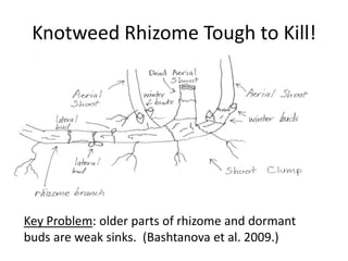 Knotweed Rhizome Tough to Kill!




Key Problem: older parts of rhizome and dormant
buds are weak sinks. (Bashtanova et al. 2009.)
 