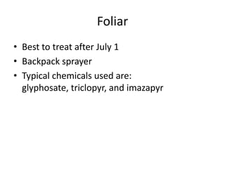 Foliar
• Best to treat after July 1
• Backpack sprayer
• Typical chemicals used are:
  glyphosate, triclopyr, and imazapyr
 