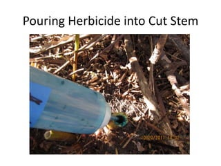 Pouring Herbicide into Cut Stem
 