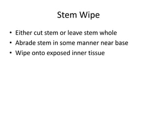 Stem Wipe
• Either cut stem or leave stem whole
• Abrade stem in some manner near base
• Wipe onto exposed inner tissue
 