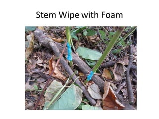 Stem Wipe with Foam
 