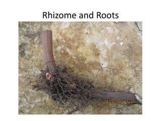 Rhizome and Roots
 