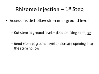 Rhizome Injection – 1st Step
• Access inside hollow stem near ground level

  – Cut stem at ground level – dead or living stem; or

  – Bend stem at ground level and create opening into
    the stem hollow
 