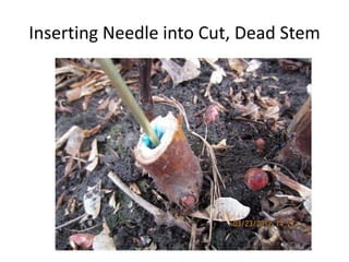 Inserting Needle into Cut, Dead Stem
 