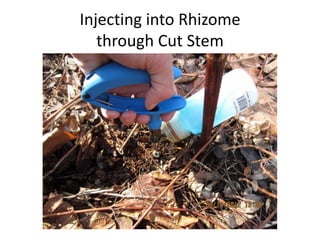 Injecting into Rhizome
   through Cut Stem
 