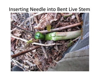 Inserting Needle into Bent Live Stem
 