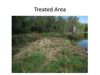 Treated Area
 