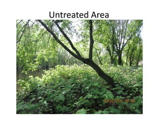 Untreated Area
 