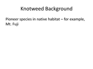 Knotweed Background
Pioneer species in native habitat – for example,
Mt. Fuji
 