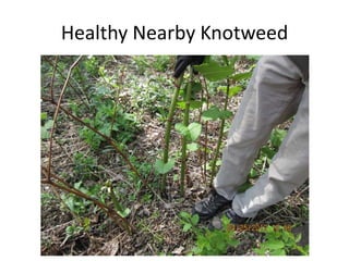 Healthy Nearby Knotweed
 