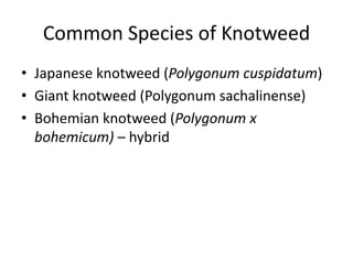 Common Species of Knotweed
• Japanese knotweed (Polygonum cuspidatum)
• Giant knotweed (Polygonum sachalinense)
• Bohemian knotweed (Polygonum x
  bohemicum) – hybrid
 