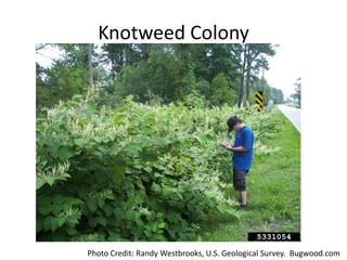 Knotweed Colony




Photo Credit: Randy Westbrooks, U.S. Geological Survey. Bugwood.com
 