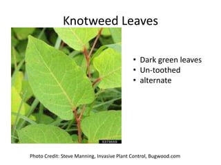 Knotweed Leaves

                                           • Dark green leaves
                                           • Un-toothed
                                           • alternate




Photo Credit: Steve Manning, Invasive Plant Control, Bugwood.com
 
