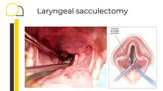 Know how to Brachycephalic Obstructive Airway