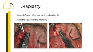 Alaplasty
• 3-0 or 4-0 monofilament rapidly absorbable
• Align the rostroventral margins
 