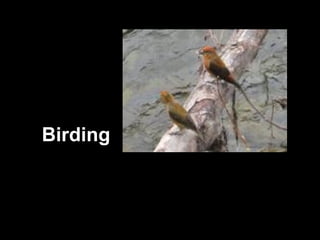 Birding 